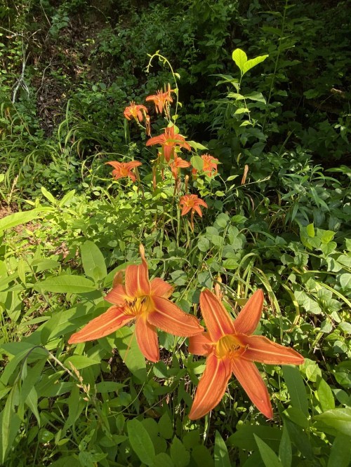 A cluster of vibrant orange lilies surrounded by lush green foliage in a natural setting.