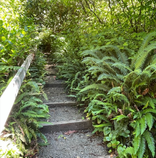 A narrow stone path surrounded by lush green ferns and foliage, leading into a dense, natural area.