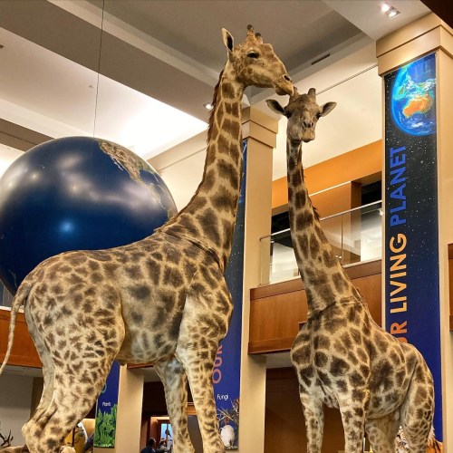 Two life-sized giraffe models stand in a museum, with a large globe and educational displays in the background.
