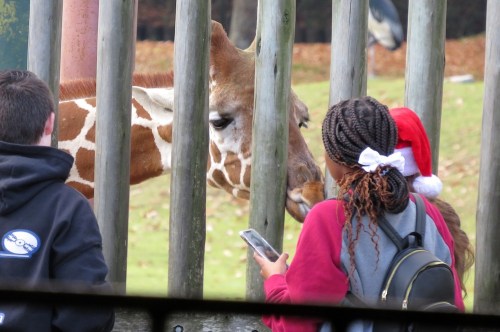 A giraffe interacts with two visitors at a zoo, one wearing a Santa hat, while the other checks their phone.