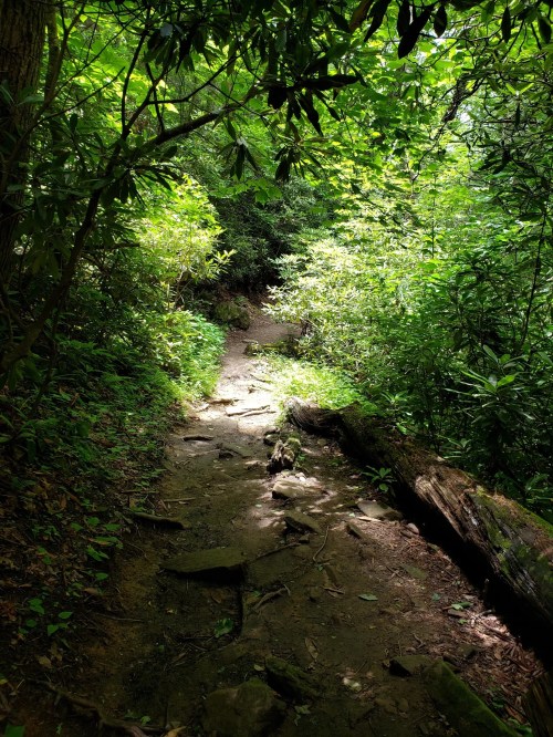 A narrow, rocky path winds through a lush, green forest filled with dense foliage and sunlight filtering through the trees.