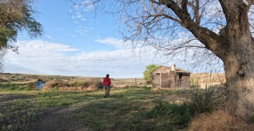 A person in a red jacket walks towards a small wooden cabin surrounded by grass and trees under a blue sky.