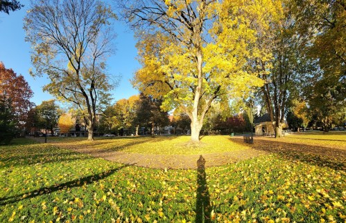 A sunny park scene with vibrant yellow trees and fallen leaves, casting a long shadow on the grassy ground.