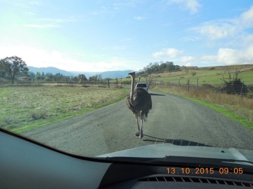An ostrich walks down a rural road, with a car in the background and hills under a blue sky.