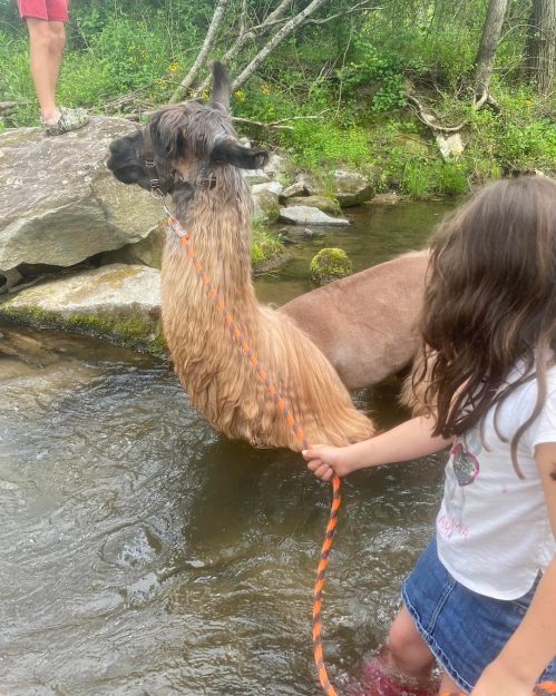 A child holds a leash attached to a llama standing in a shallow stream, surrounded by rocks and greenery.