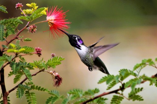 Tiny hummingbird with bright purple and dark gray feathers drinking nectar from a bright coral flower surrounded by green leaves