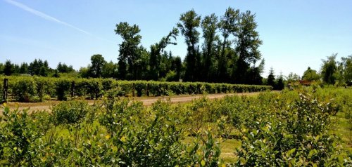 A sunny landscape featuring rows of green bushes and trees under a clear blue sky.