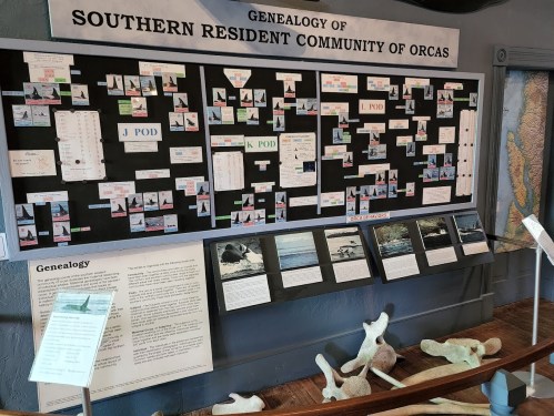 Display board showing the genealogy of the Southern Resident Community of Orcas, with charts and photographs.