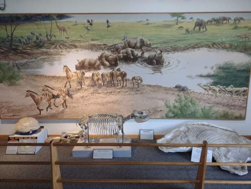 A mural of wildlife near a water source, with animal skeletons and shells displayed in the foreground.