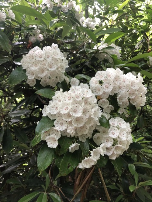 Clusters of white flowers with pink speckles surrounded by green leaves in a lush setting.