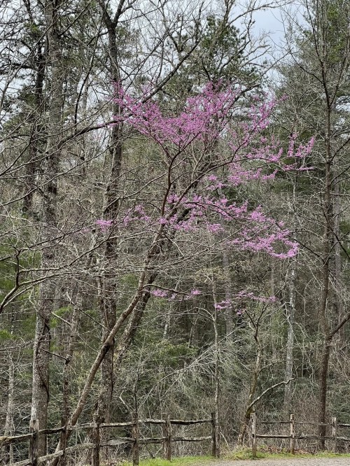 A tree with pink blossoms stands among bare branches and greenery in a wooded area.