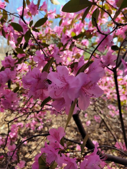 A close-up of vibrant pink flowers blooming among green leaves in a sunny setting.