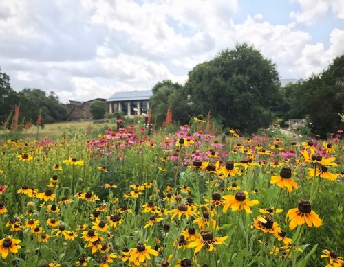 A vibrant garden filled with yellow and pink flowers under a cloudy sky, with a building in the background.