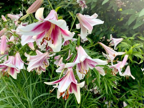 A cluster of pink and white lilies blooming amidst green foliage.