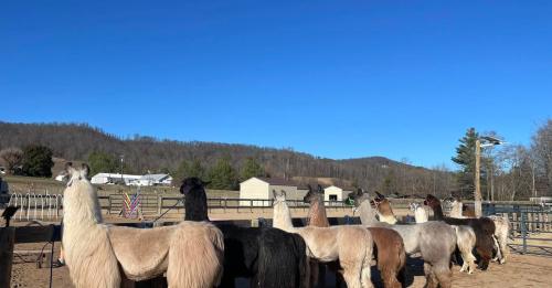 A group of llamas stands in a pen against a clear blue sky and rolling hills in the background.