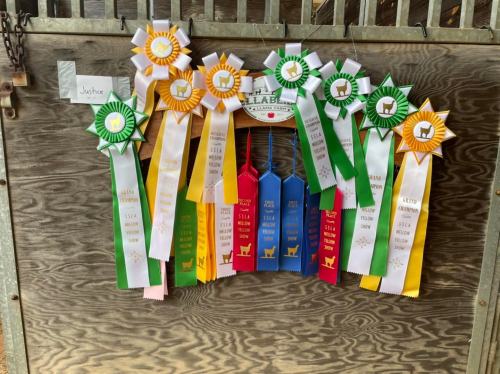 A display of colorful ribbons and awards hanging on a wooden board, showcasing various achievements.