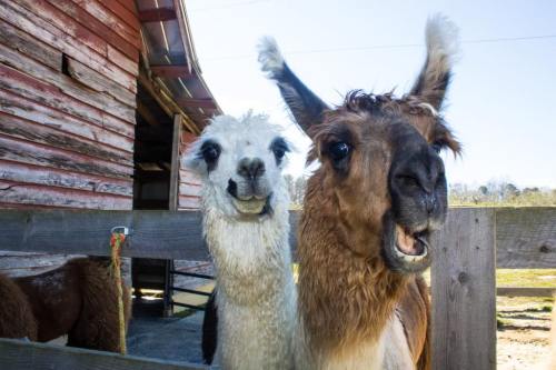 Two llamas with expressive faces stand close together in front of a rustic barn. Bright blue sky in the background.