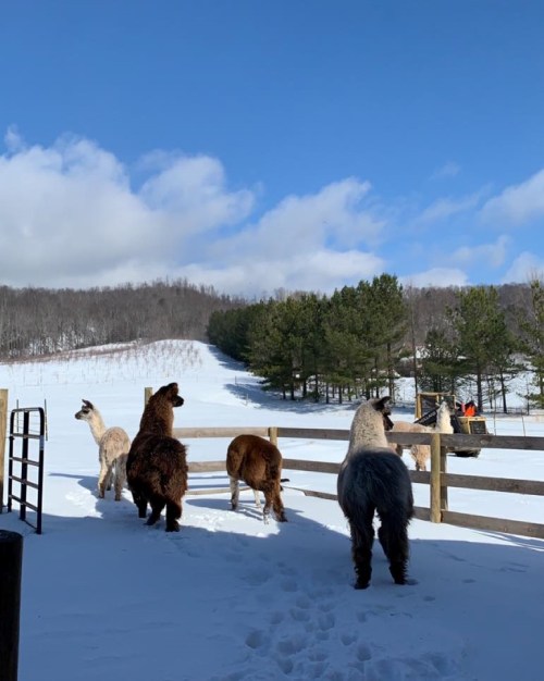 A group of llamas and alpacas standing in the snow near a wooden fence, with a snowy landscape and trees in the background.
