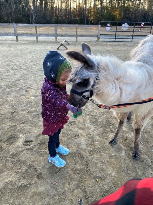 A child in a purple jacket gently feeds a llama in a sandy outdoor setting.