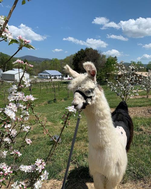 A llama stands beside blooming apple trees under a blue sky with fluffy clouds in a rural setting.