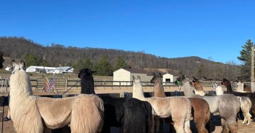 A line of llamas standing in a pen with a clear blue sky and hills in the background.