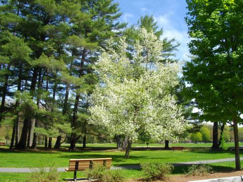A park scene featuring a flowering tree surrounded by tall pine trees and a bench on a sunny day.