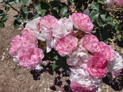 A cluster of pink and white roses blooming against a backdrop of green leaves.