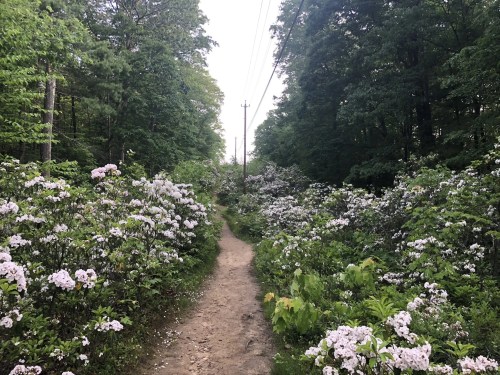 A dirt path surrounded by blooming flowers and lush greenery, leading through a serene forest.