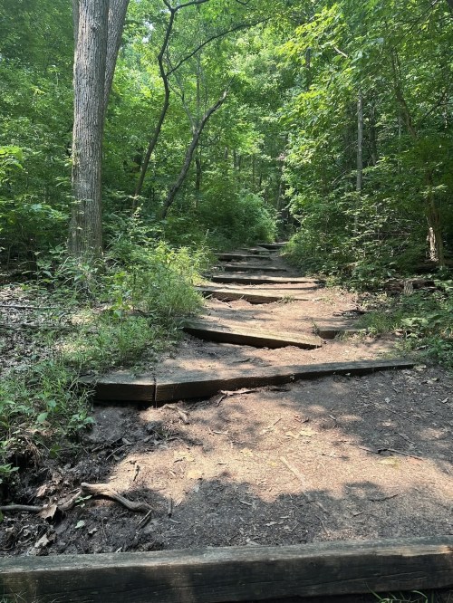 A winding dirt path with wooden steps, surrounded by lush green trees and foliage in a forested area.