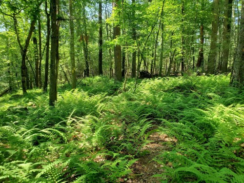 Lush green ferns cover the forest floor, surrounded by tall trees and dappled sunlight in a serene woodland setting.