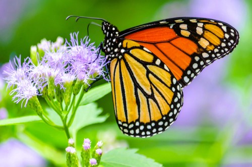 Close up view of an orange and mustard monarch butterfly with black and white patterned wings sitting on a cluster of pretty lilac flower in a garden