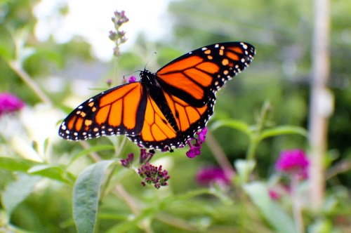 Dark orange and black monarch butterfly with wings spread in a garden with small clusters of purple flowers