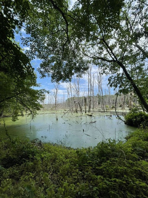 A serene wetland scene with green foliage, still water, and bare trees under a blue sky.