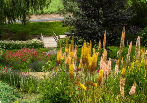 A vibrant garden with tall yellow and peach flowers, lush greenery, and a wooden bridge in the background.