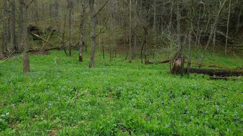 A lush green forest floor covered with blue wildflowers, surrounded by trees in a serene, natural setting.