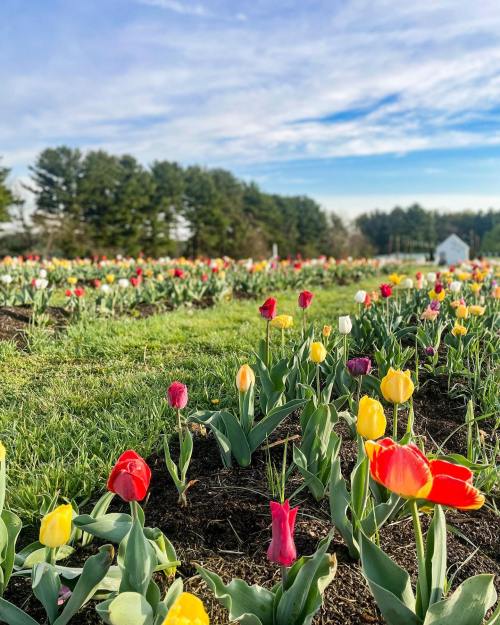 A vibrant field of tulips in various colors under a blue sky, with trees in the background.