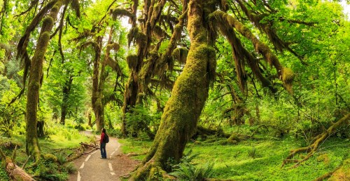 A person stands on a path surrounded by towering, moss-covered trees in a lush, green forest.