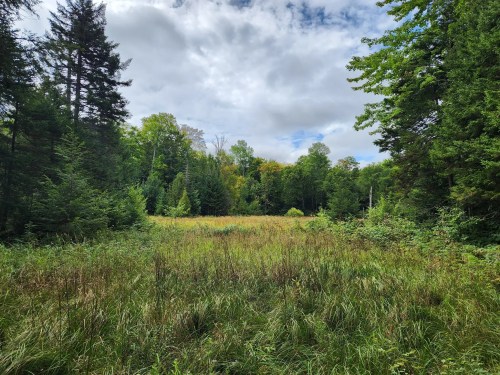 A serene landscape featuring a grassy clearing surrounded by trees under a partly cloudy sky.