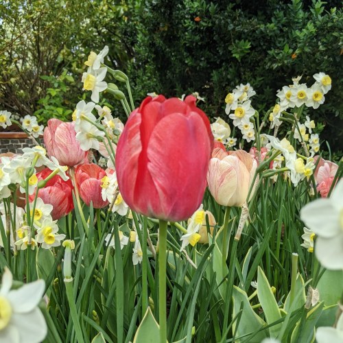 A vibrant display of red tulips surrounded by white and yellow daffodils in a lush garden setting.
