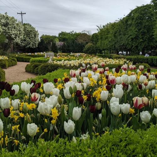A vibrant garden filled with blooming tulips and daffodils in various colors, surrounded by lush greenery.