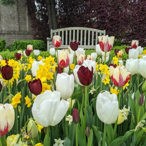 A garden filled with vibrant tulips and daffodils, featuring a wooden bench in the background.