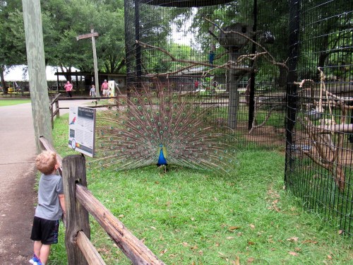 A child watches a peacock displaying its colorful feathers in a zoo setting.