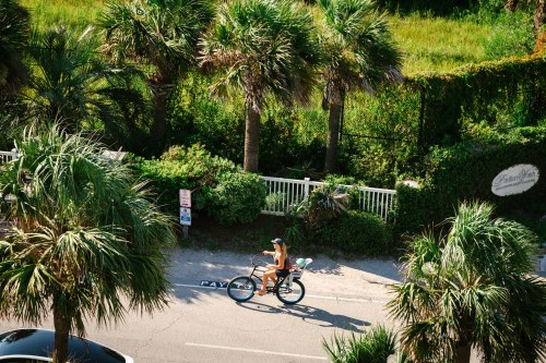 A person rides a bicycle along a road lined with palm trees and greenery.