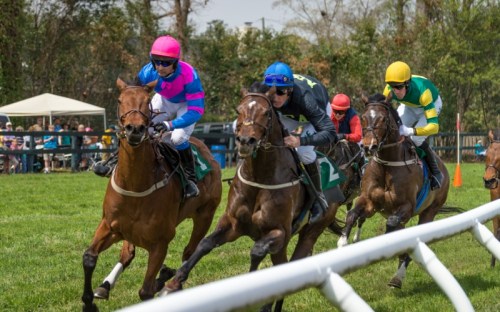 Three jockeys in colorful silks race on horseback across a grassy track, with spectators in the background.