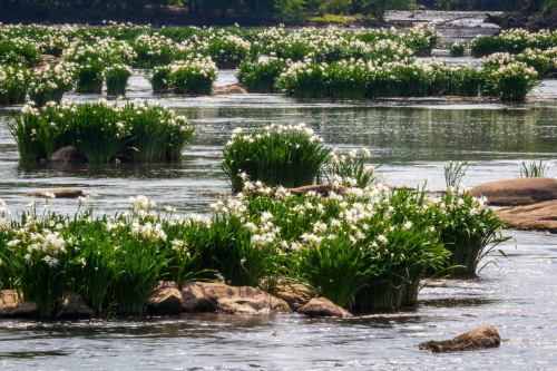 Lush green plants with white flowers grow in a serene river, surrounded by smooth rocks and gentle water reflections.