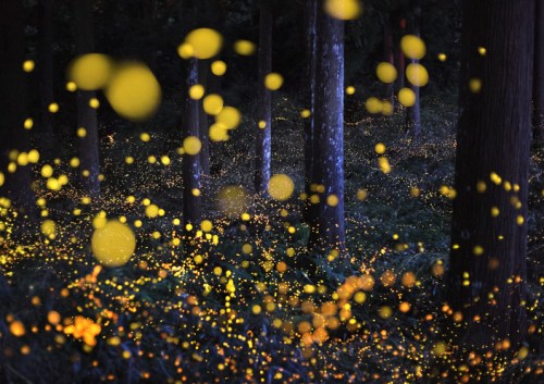 A dark forest illuminated by glowing yellow fireflies, creating a magical, ethereal atmosphere.