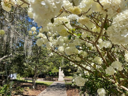 A pathway in a garden framed by blooming white flowers, leading to a statue surrounded by lush greenery.