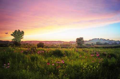 A vibrant sunset over a lush field filled with wildflowers and trees, creating a serene landscape.