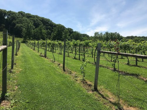 A lush vineyard with rows of grapevines, green grass, and trees under a clear blue sky.