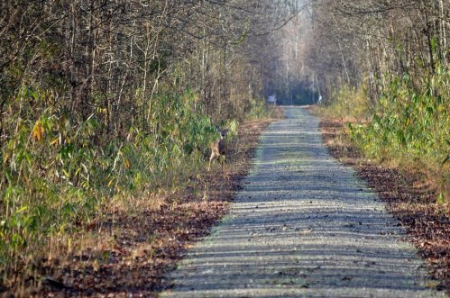 A gravel path lined with trees and shrubs, with a deer partially visible on the left side.
